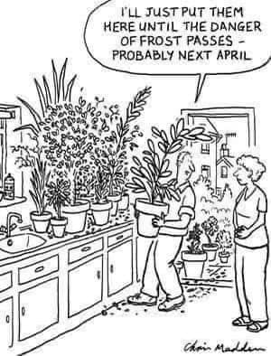 This meme features a cartoon of a person in a kitchen, surrounded by potted plants. The person is holding a potted plant and says "I'll just put them here until the danger of frost passes - probably next April." The image is a humorous commentary on the common practice of moving plants indoors to protect them from cold temperatures, but the person's comment is ironic and humorous because it implies that they will be leaving the plants in the same place for an extremely long period of time.